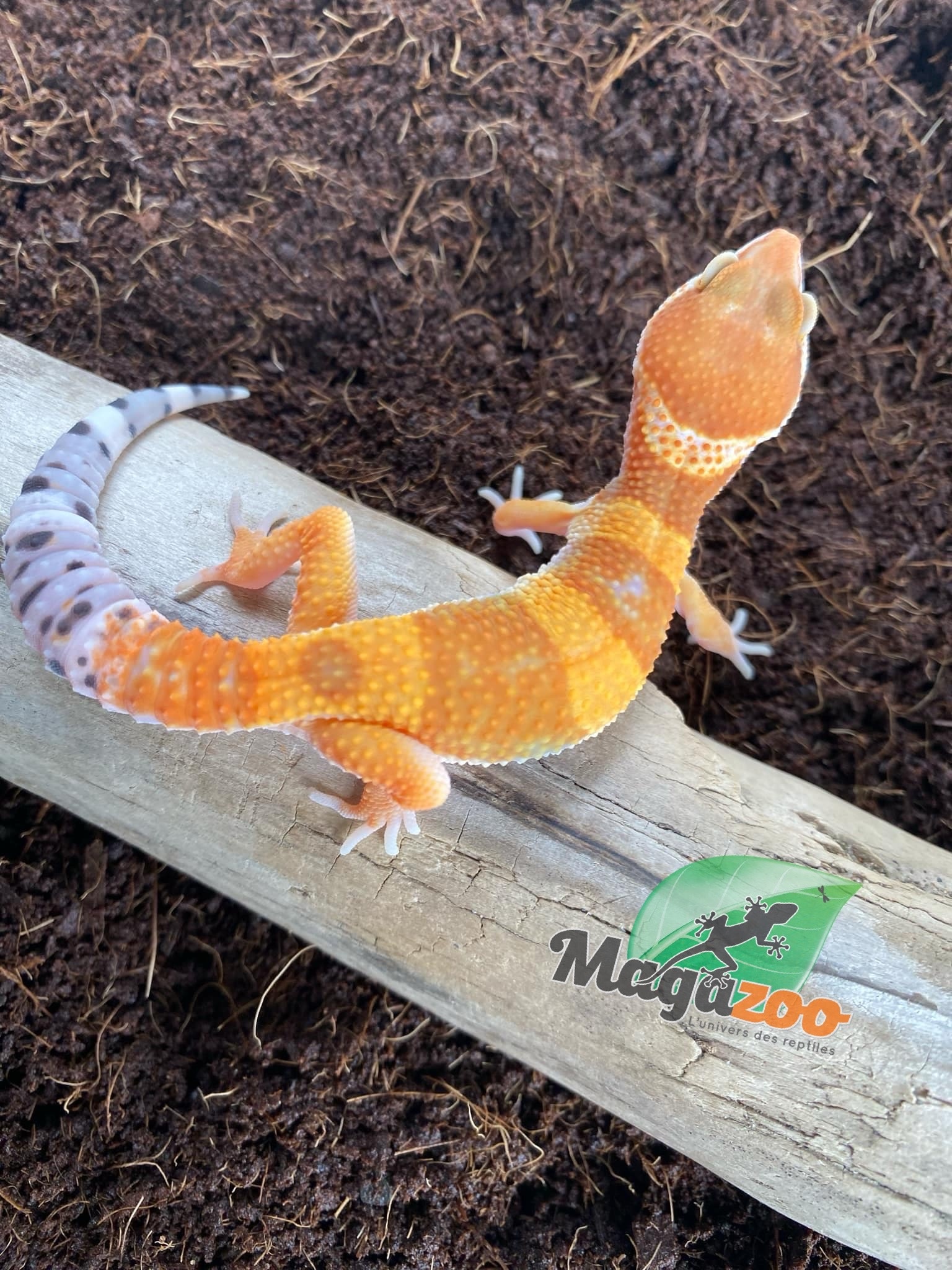 Magazoo Gecko léopard super hypo tangerine Mâle 17/5/24