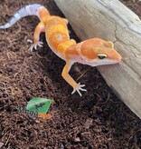 Magazoo Super hypo tangerine leopard gecko Male 5/17/24