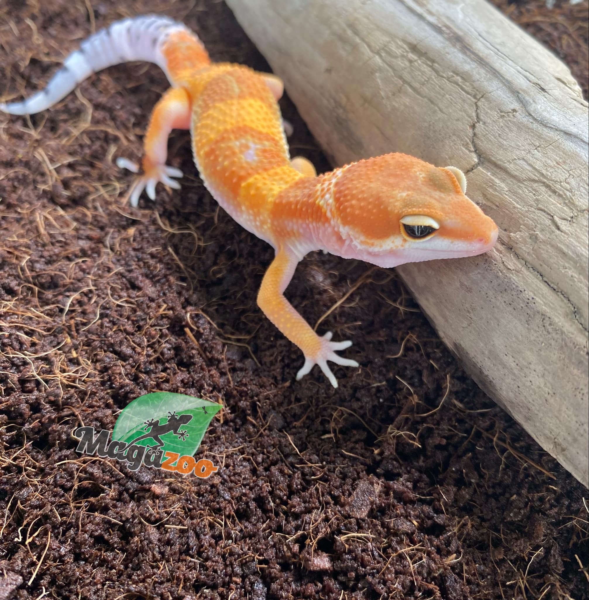 Magazoo Super hypo tangerine leopard gecko Male 5/17/24