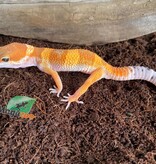 Magazoo Gecko léopard super hypo tangerine Mâle 17/5/24