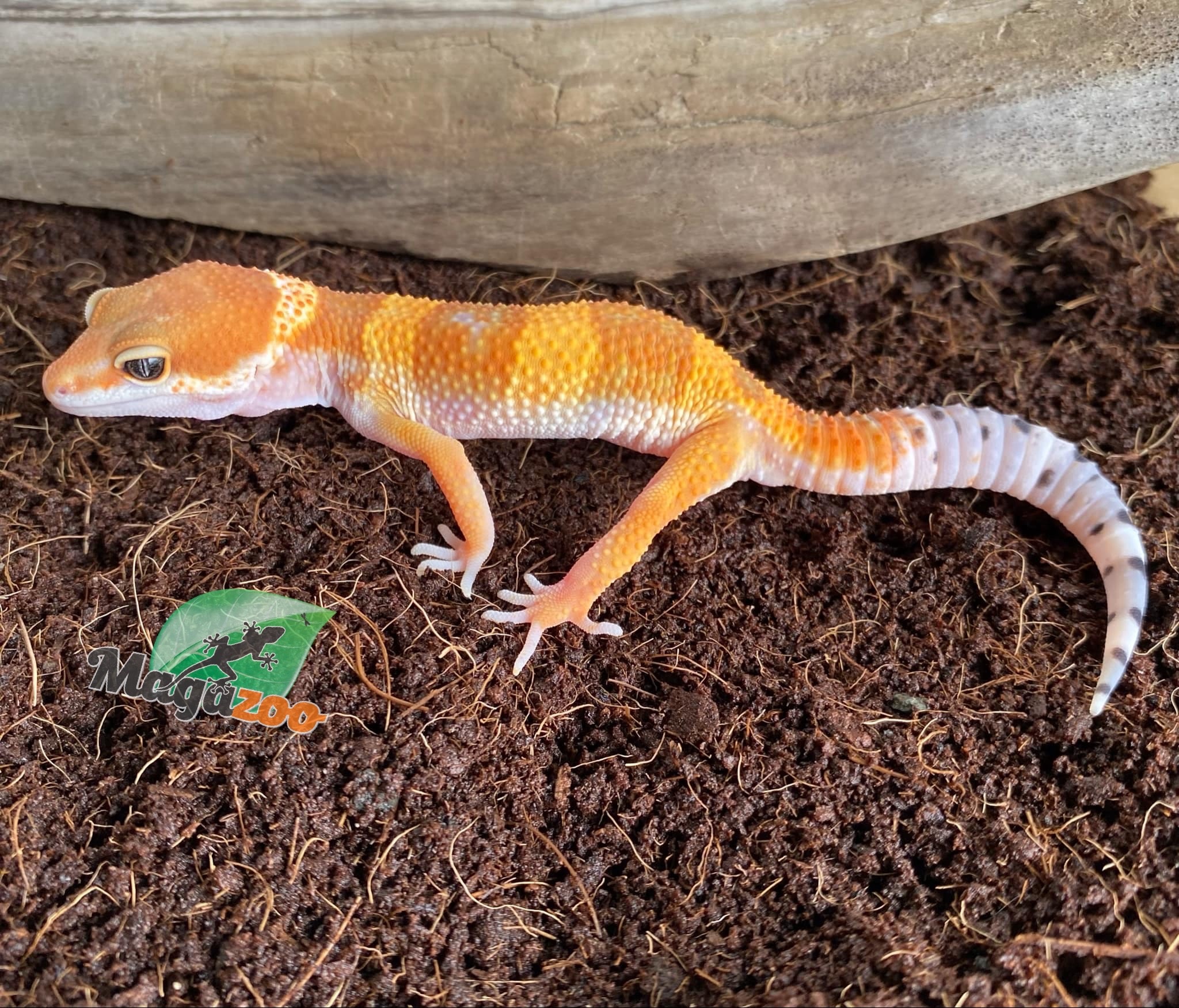 Magazoo Super hypo tangerine leopard gecko Male 5/17/24