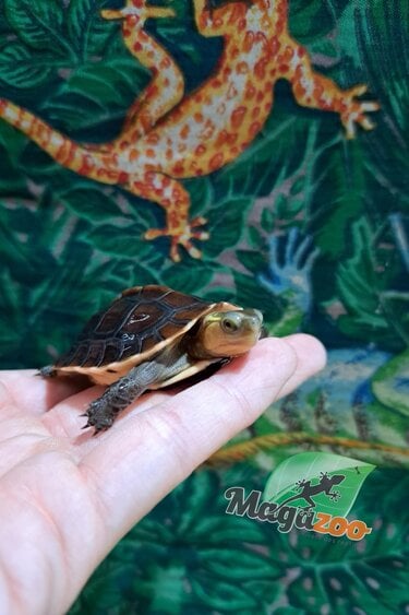 Magazoo Chinese Box turtle (Baby)/Cuora flavomarginata