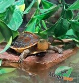 Magazoo Tortue boîte de Chine (Bébé)/Cuora flavomarginata
