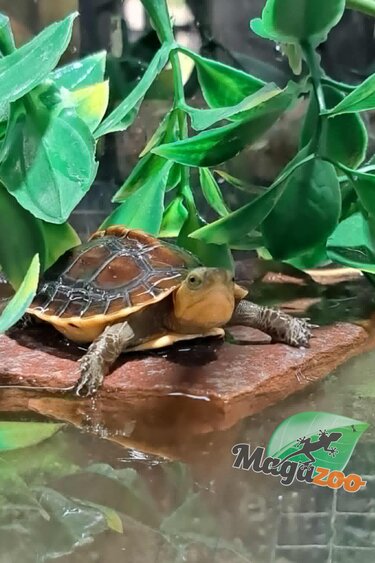 Magazoo Chinese Box turtle (Baby)/Cuora flavomarginata