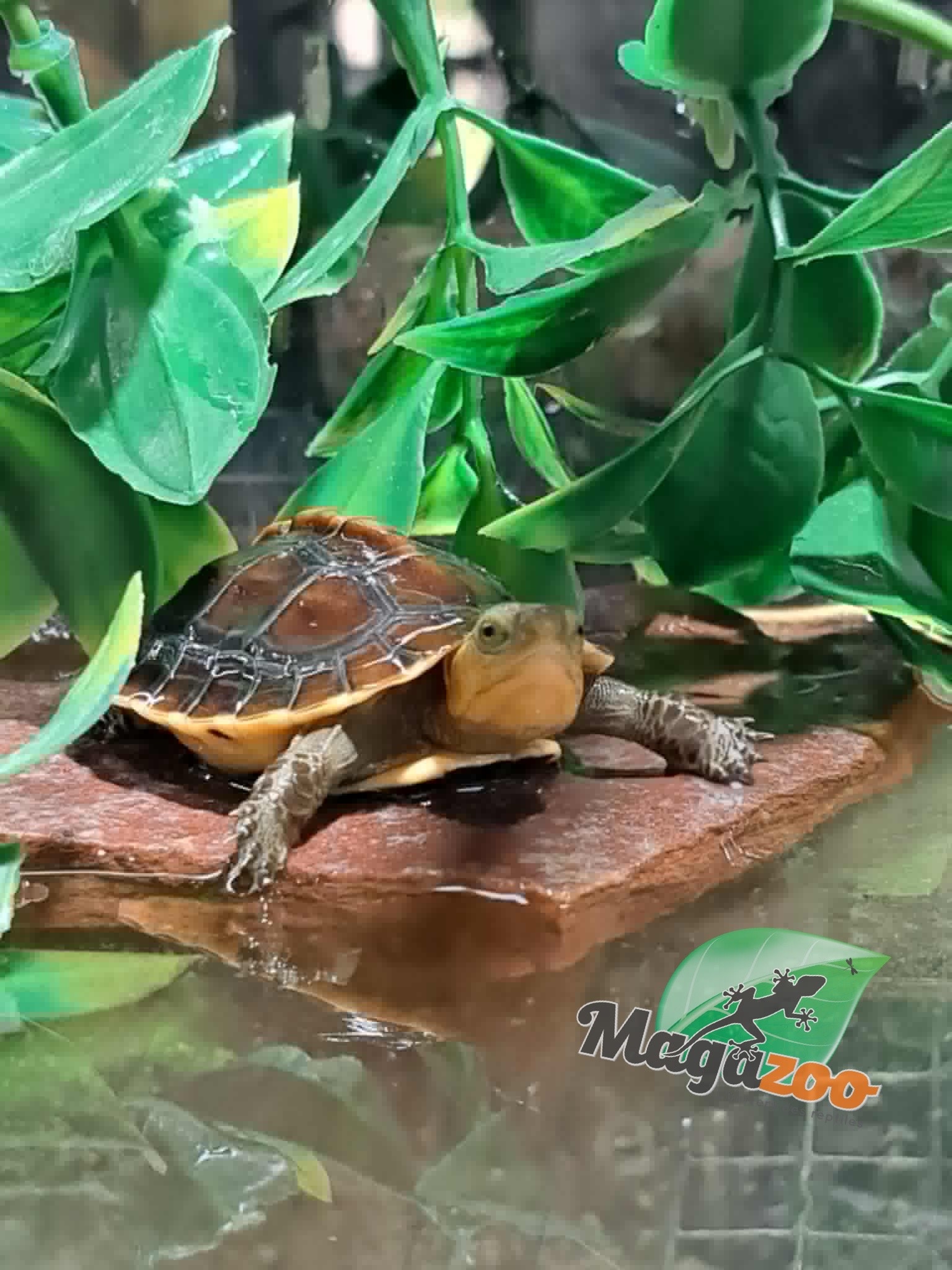 Magazoo Tortue boîte de Chine (Bébé)/Cuora flavomarginata