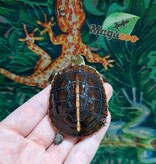 Magazoo Tortue boîte de Chine (Bébé)/Cuora flavomarginata