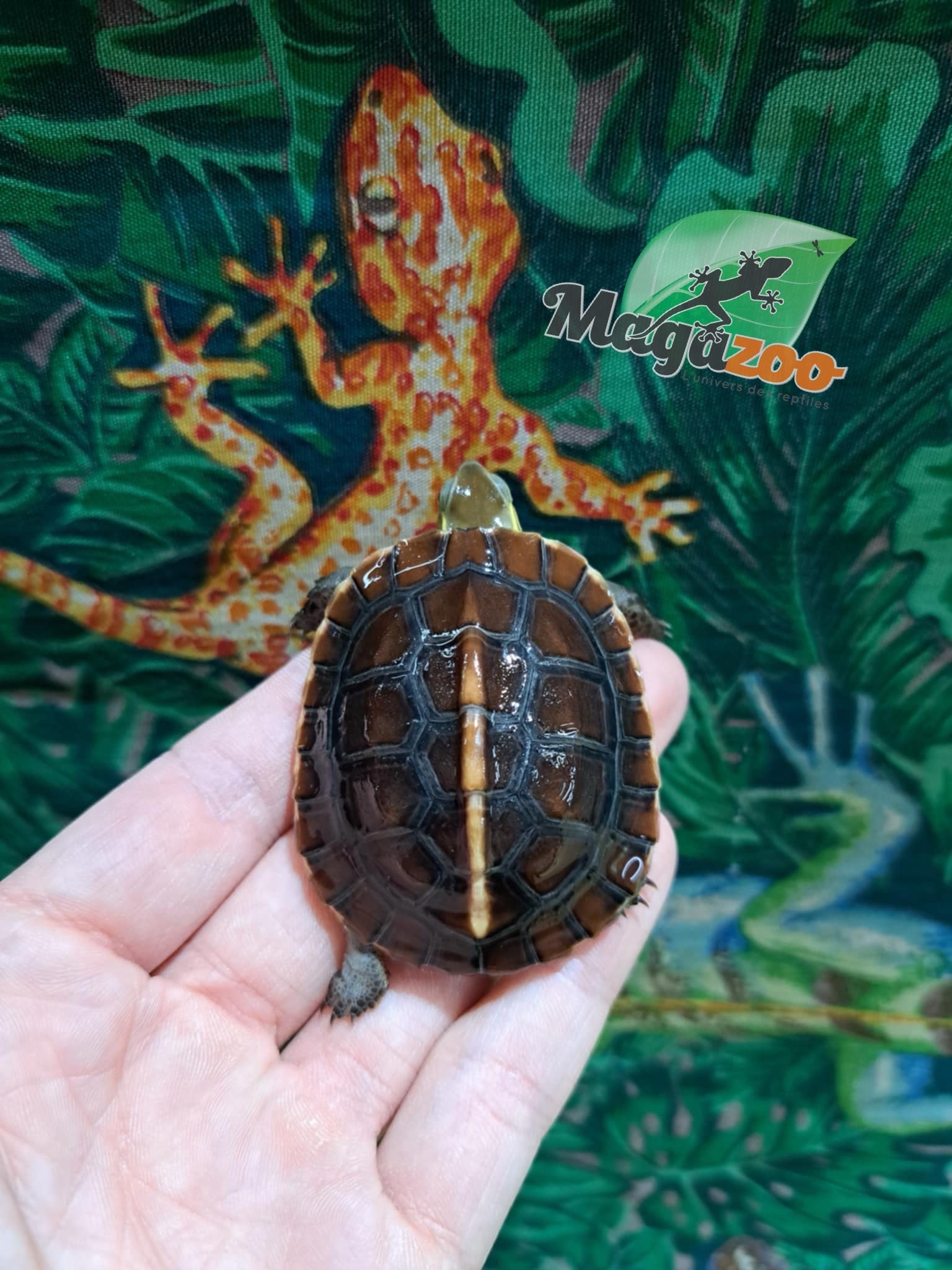 Magazoo Chinese Box turtle (Baby)/Cuora flavomarginata