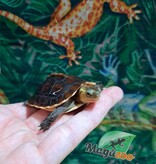 Magazoo Chinese Box turtle (Baby)/Cuora flavomarginata