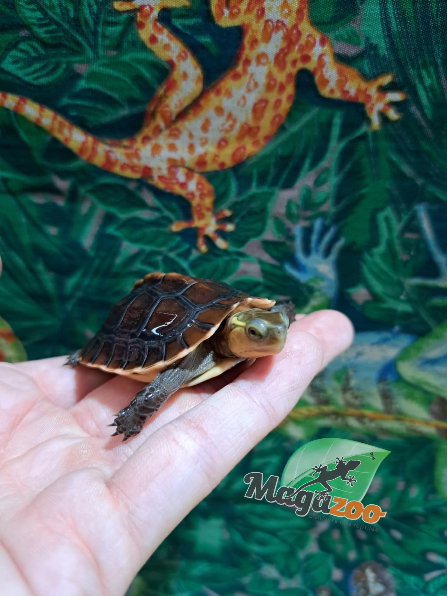 Magazoo Tortue boîte de Chine (Bébé)/Cuora flavomarginata