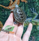 Magazoo Northern Diamond back turtle /Chesapeake bay white head