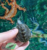 Magazoo Tortue à Dos Diamanté /Chesapeake bay tête  blanche