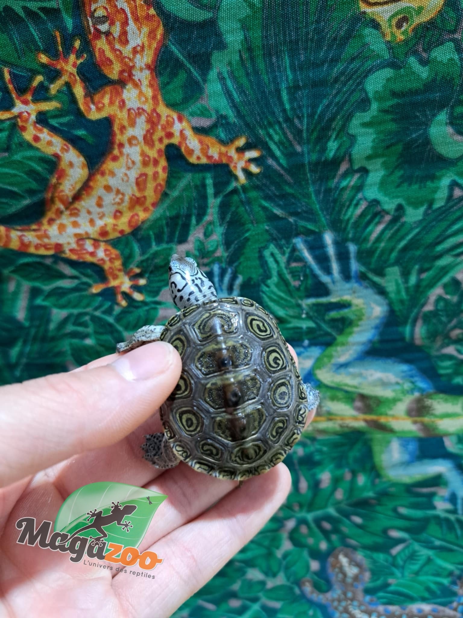 Magazoo Tortue à Dos Diamanté /Chesapeake bay tête  blanche