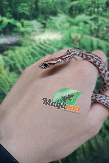 Magazoo Tessera Corn Snake (DH. Charcoal Amel) #2 (May 2024)