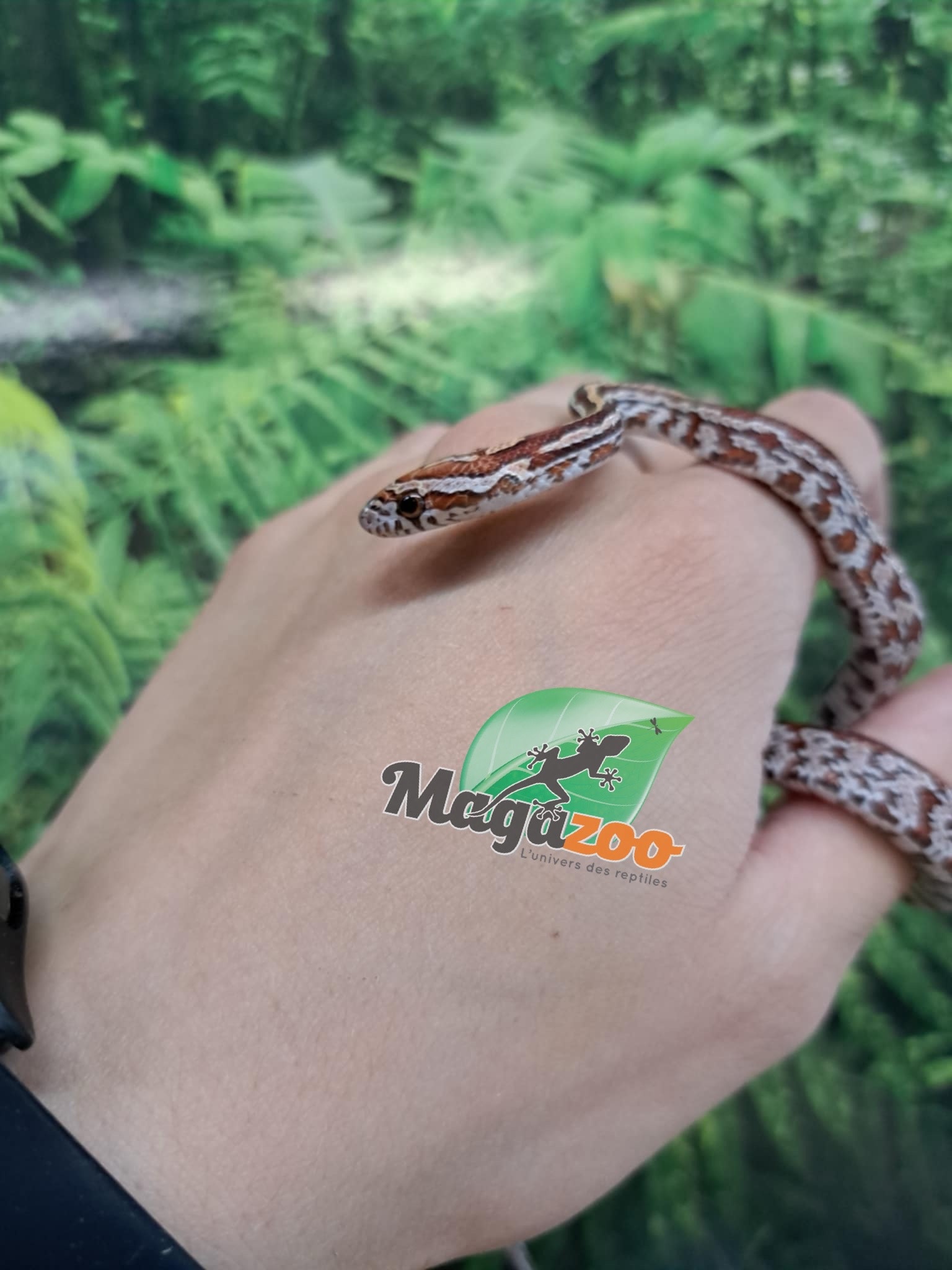 Magazoo Tessera Corn Snake (DH. Charcoal Amel) #2 (May 2024)