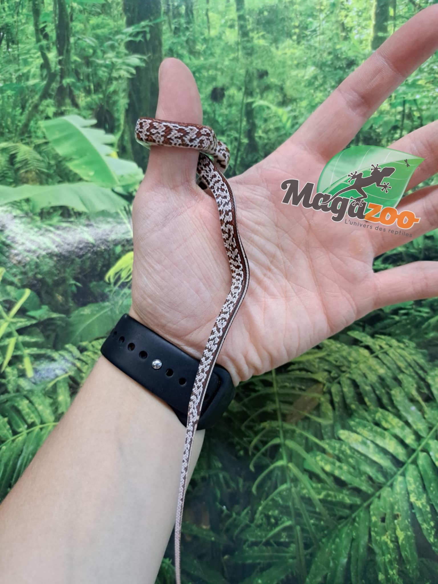 Magazoo Tessera Corn Snake (DH. Charcoal Amel) #2 (May 2024)