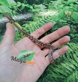 Magazoo Tessera Corn Snake (DH. Charcoal Amel) #2 (May 2024)