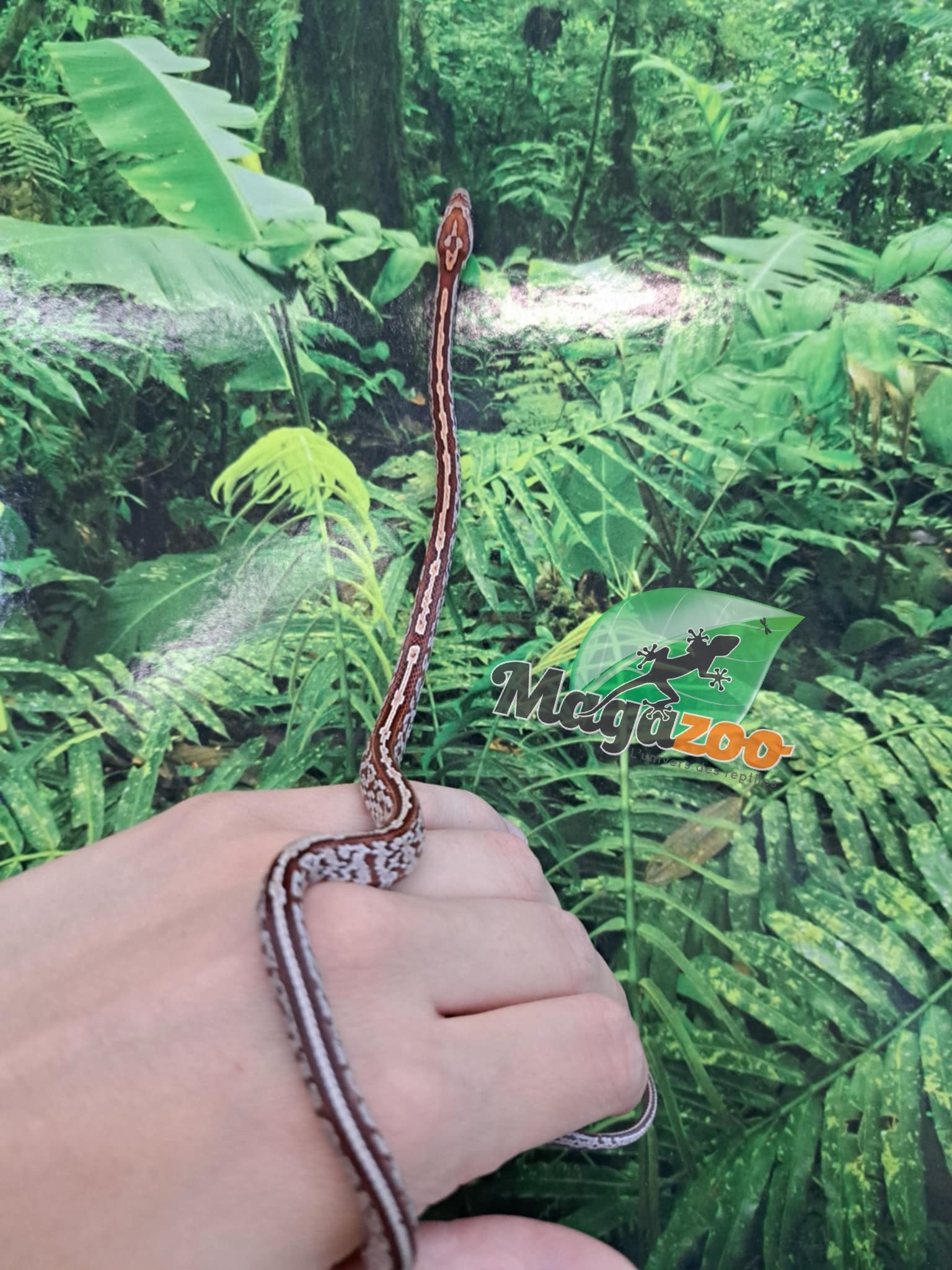 Magazoo Tessera Corn Snake (DH. Charcoal Amel) #2 (May 2024)