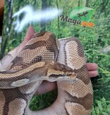 Magazoo Male Butter ball python / 2nd chance adoption