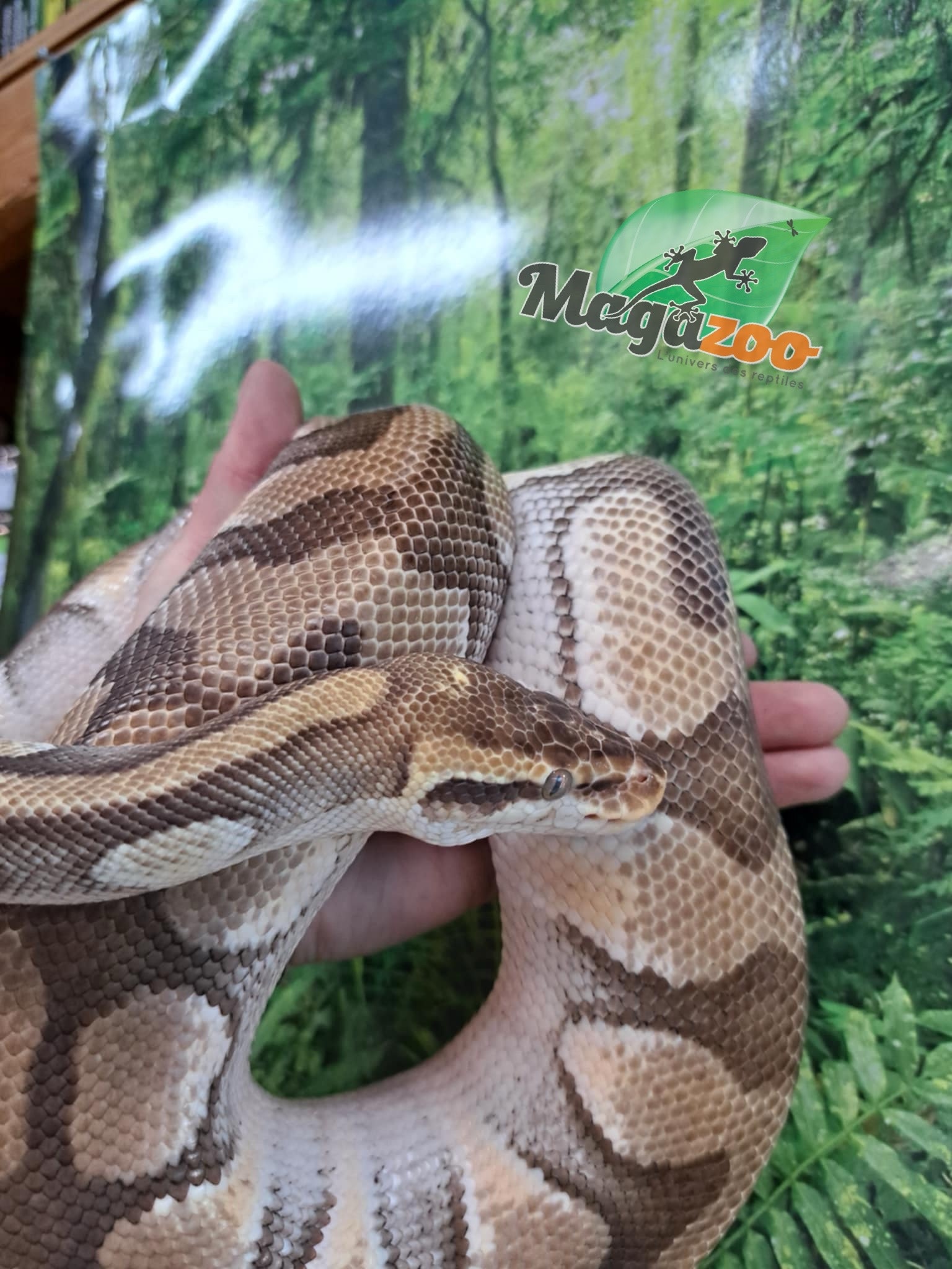 Magazoo Male Butter ball python / 2nd chance adoption