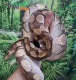 Magazoo Male Butter ball python / 2nd chance adoption