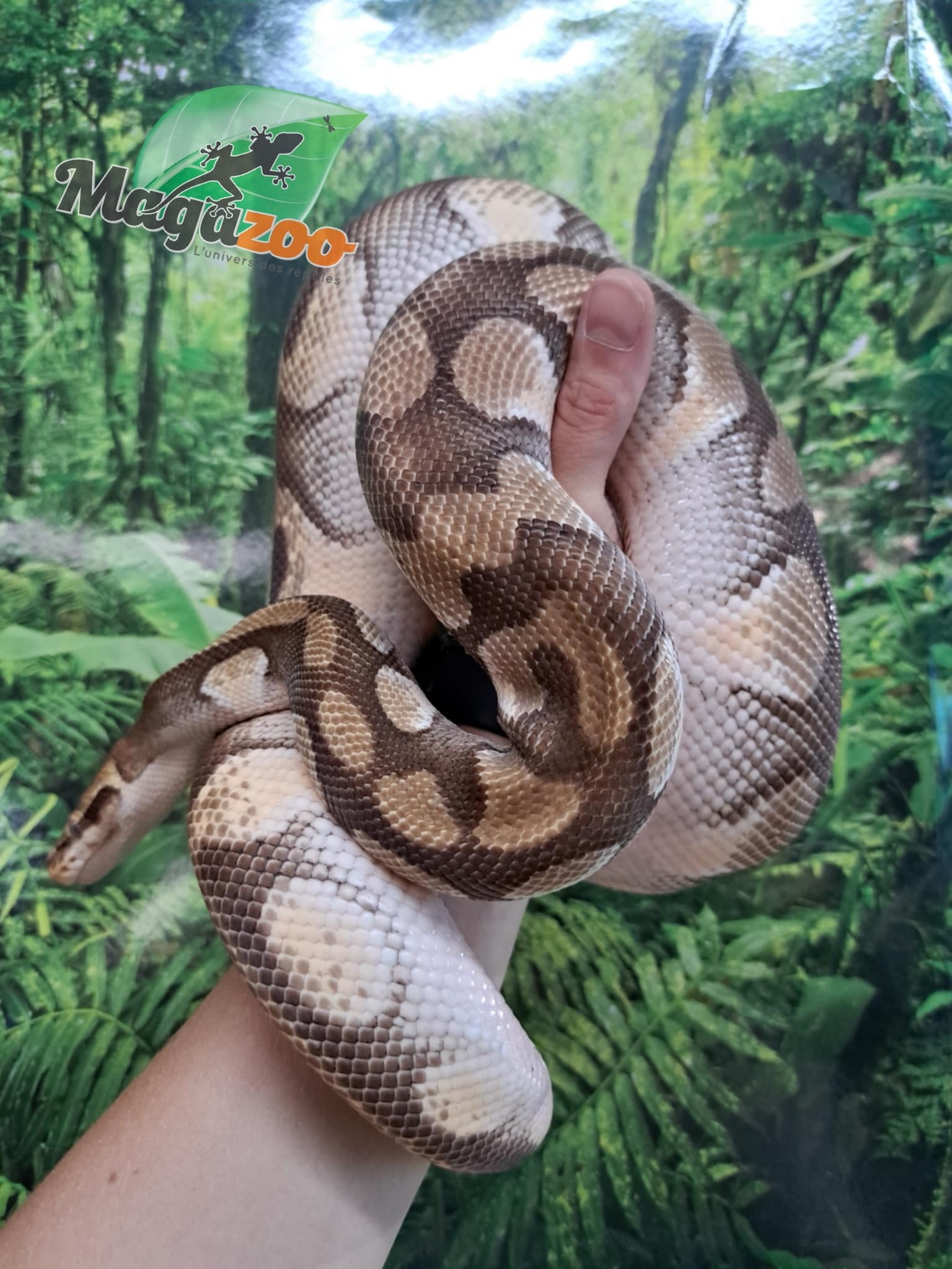 Magazoo Male Butter ball python / 2nd chance adoption