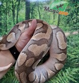 Magazoo Male Butter ball python / 2nd chance adoption