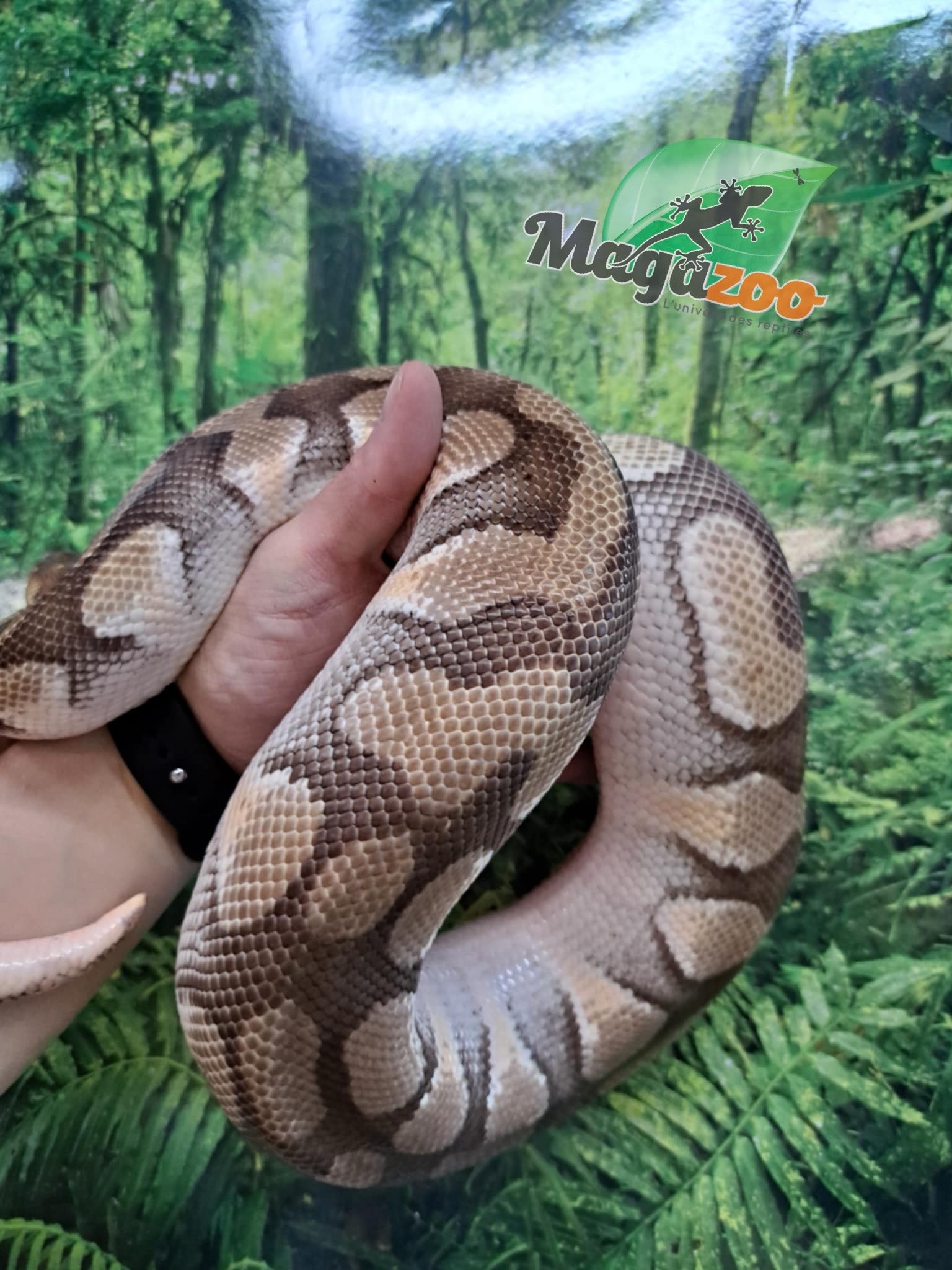 Magazoo Male Butter ball python / 2nd chance adoption