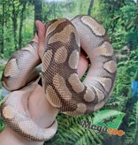 Magazoo Male Butter ball python / 2nd chance adoption