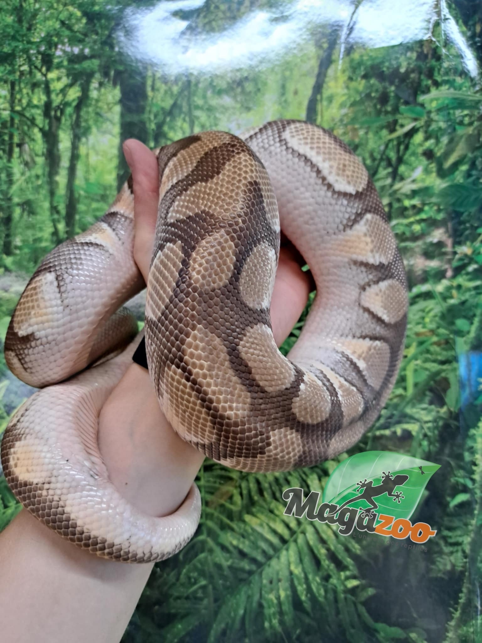 Magazoo Male Butter ball python / 2nd chance adoption