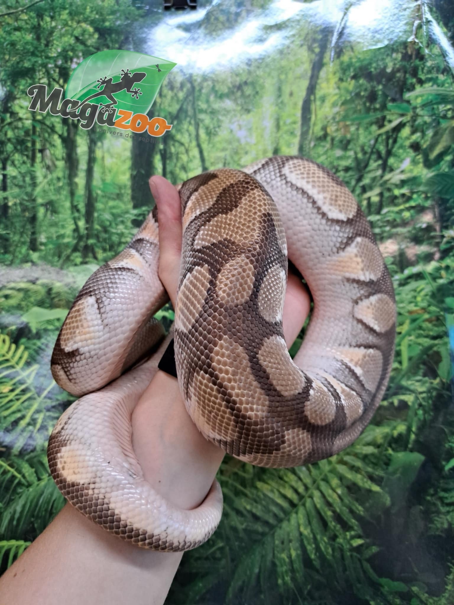 Magazoo Male Butter ball python / 2nd chance adoption