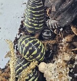 La Swamp Cloporte - Isopod - ISO-MAC-YZEB-15 A. Maculatum Yellow Zebra 15+