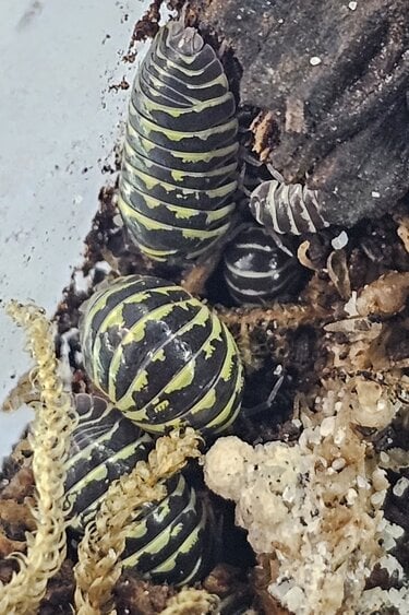 La Swamp Cloporte - Isopod - ISO-MAC-YZEB-15 A. Maculatum Yellow Zebra 15+