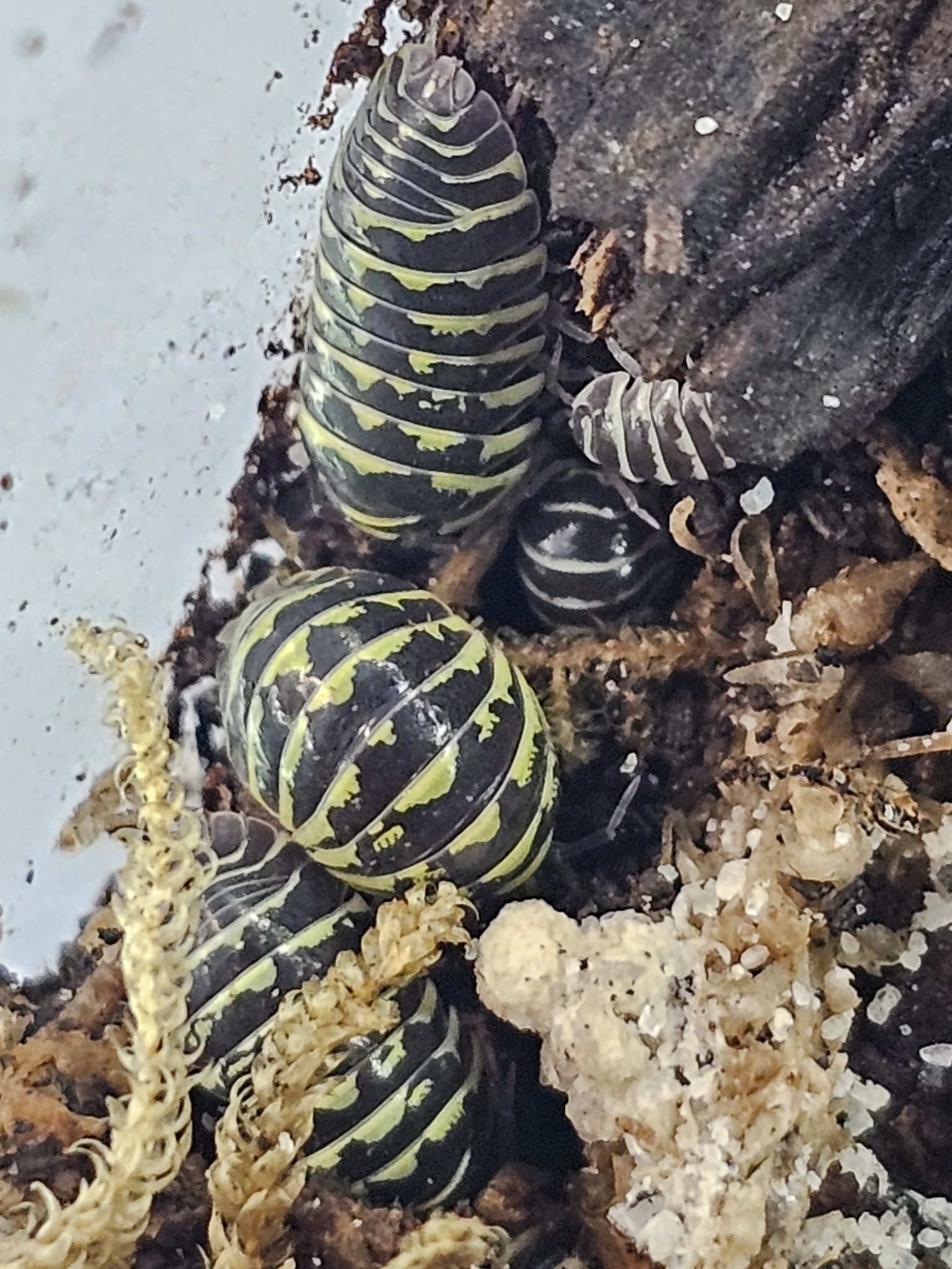 La Swamp Cloporte Isopods - A. Maculatum Yellow Zebra 15+