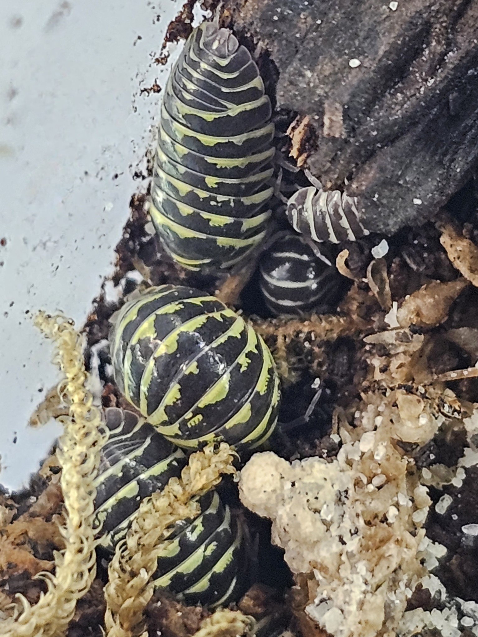 La Swamp Woodhouse culture Isopods - A. Maculatum Yellow Zebra 15+