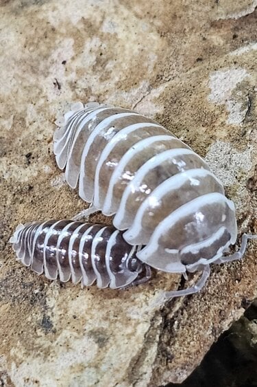 La Swamp Cloporte - Isopod  ISO-MAC-CZEB-15 A. Maculatum Zebra Chocolate 15+
