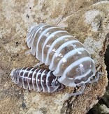 La Swamp Cloporte - Isopod  ISO-MAC-CZEB-15 A. Maculatum Zebra Chocolate 15+