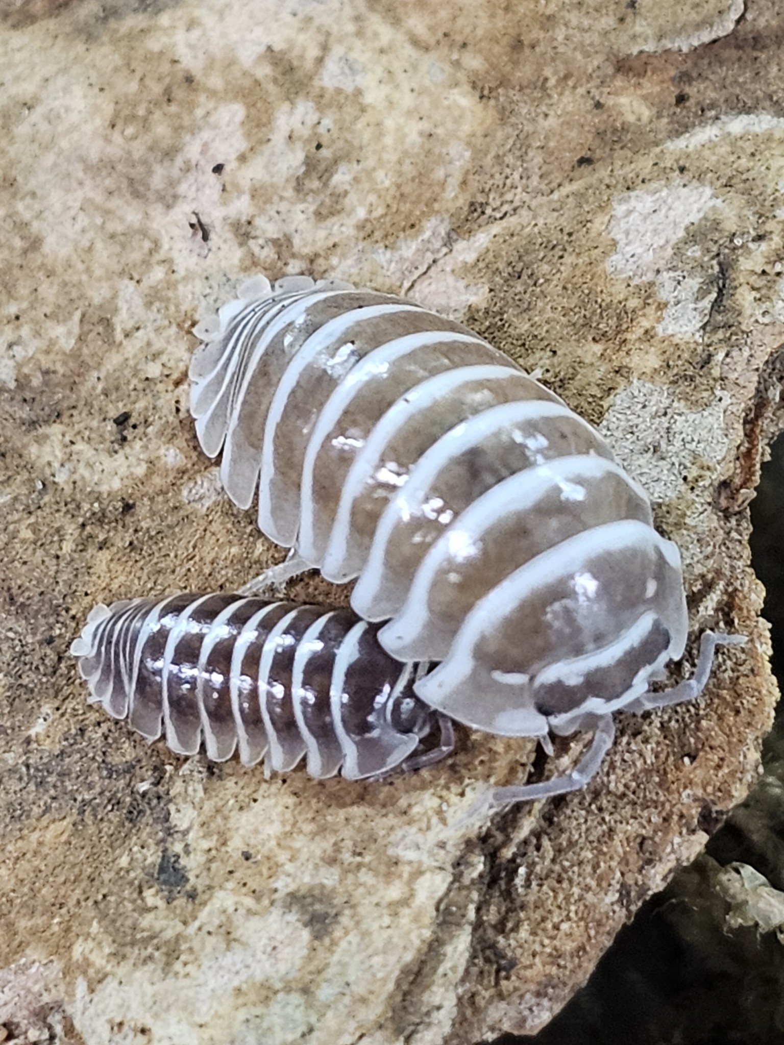 La Swamp Cloporte - Isopod  ISO-MAC-CZEB-15 A. Maculatum Zebra Chocolate 15+