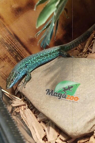 Magazoo Male Italian wall lizard CB 2022