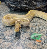 Magazoo Black pastel ultramel 66% double het hypopied Male Ball Python