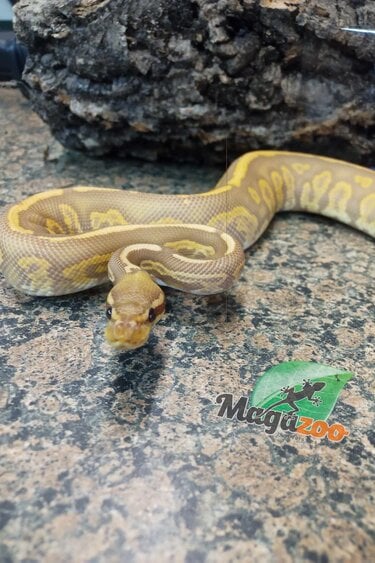 Magazoo Black pastel ultramel 66% double het hypopied Male Ball Python