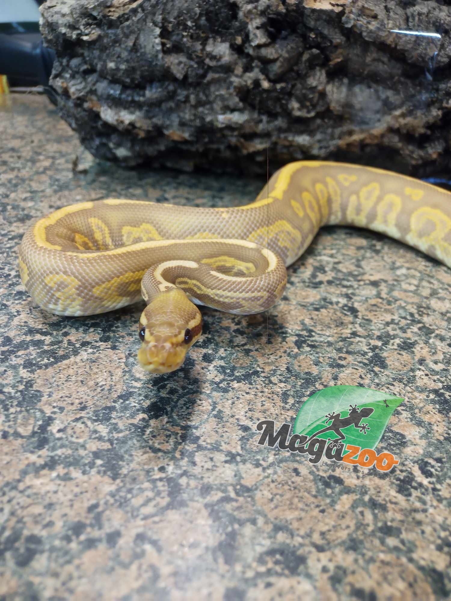 Magazoo Black pastel ultramel 66% double het hypopied Male Ball Python