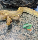 Magazoo Python royal Black pastel ultramel 66% double het hypo pied Mâle