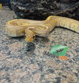 Magazoo Black pastel ultramel 66% double het hypopied Male Ball Python