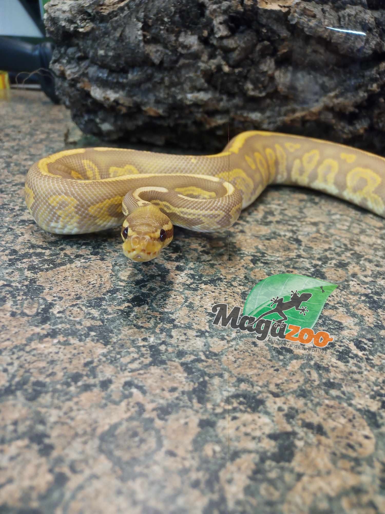 Magazoo Black pastel ultramel 66% double het hypopied Male Ball Python