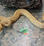 Magazoo Black pastel ultramel 66% double het hypopied Male Ball Python