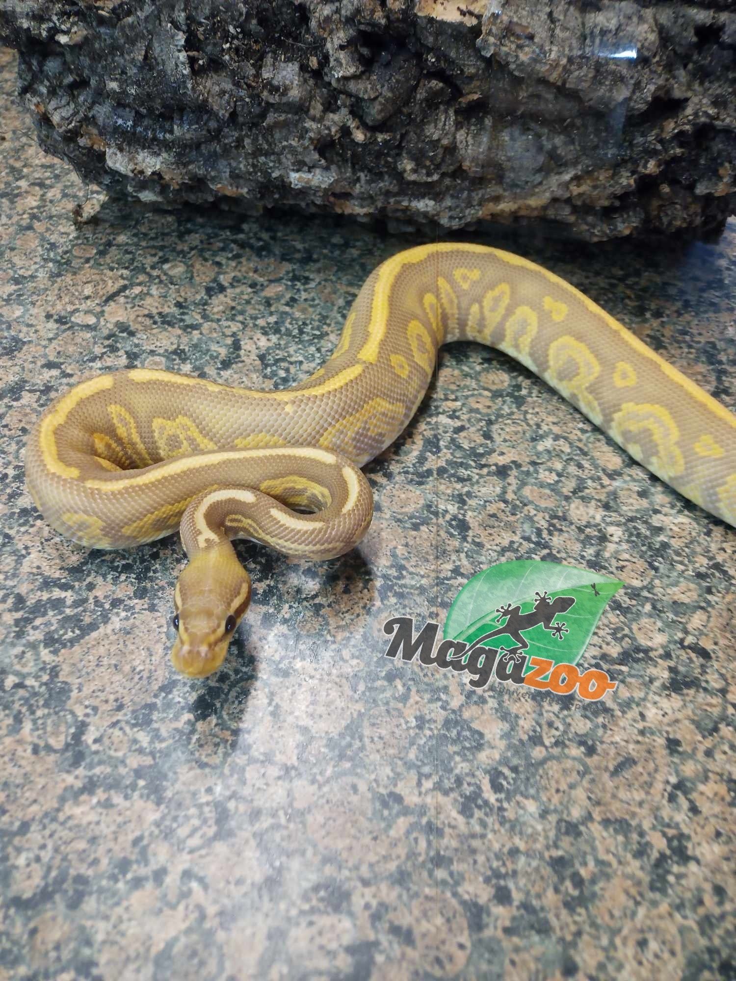 Magazoo Python royal Black pastel ultramel 66% double het hypo pied Mâle