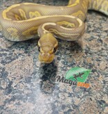 Magazoo Black pastel ultramel 66% double het hypopied Male Ball Python