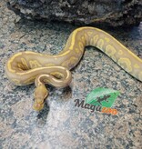 Magazoo Black pastel ultramel 66% double het hypopied Male Ball Python