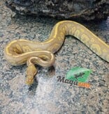 Magazoo Python royal Black pastel ultramel 66% double het hypo pied Mâle