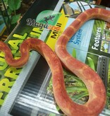 Magazoo Scaleless albino  male Corn snake